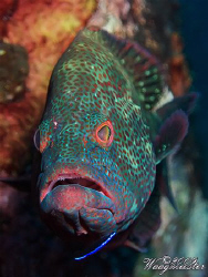 Grouper at cleaning station - Tulamben, Bali (Canon G9, I... by Marco Waagmeester 
